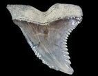 Large, Hemipristis Shark Tooth Fossil - Virginia #71129-1
